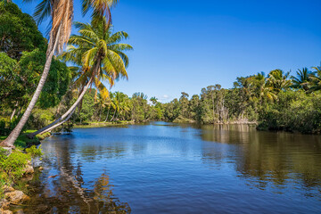 Beautiful view of river and palms in Laguna del Tesoro, Cuba
