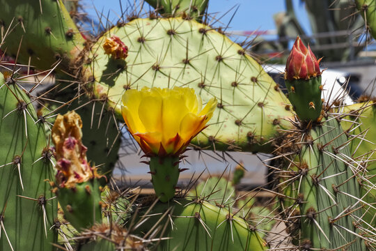 Opuntia ficus-indica or Barbary fig, with green barbed leaves or cladodes and yellow flower with fresh buds, close up. Indian fig Opuntia or prickly pear is a genus in the cactus family, Cactaceae.