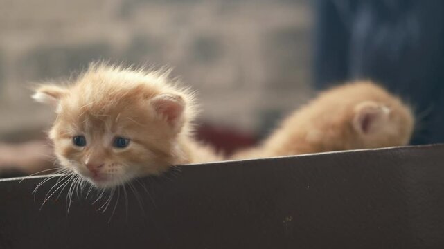 Close up, two charming domestic, red little ginger kitten in box, cinematic. close up. meows. breed kurilian bobtail