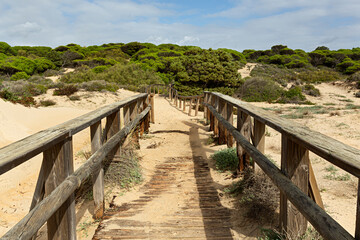 Paisaje de pinar y arena de la playa.