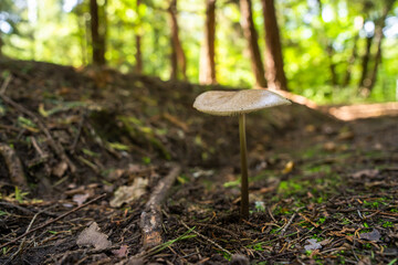 Forest mushroom under a tree, close up