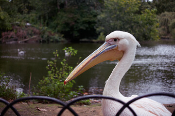 Side view of pelican in front of water with no sky