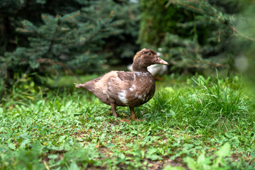 Wild duck on green grass, city park