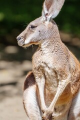 This close-up portrait highlights the intricate details of a kangaroos face and fur texture against a pure white background. Ideal for articles and publications focused on wildlife and nature.