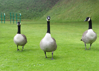 three Canada geese walking on some lush green grass