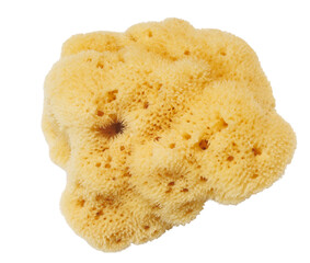 Natural yellow sea sponge isolated on white background
