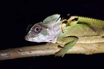 Smooth helmeted iguana, Corytophanes cristatus, on a branch