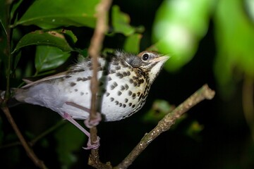 Wood thrush, Hylocichla mustelina, in a tree