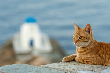 Cat in Seven Martyrs - Sifnos
