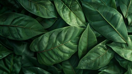 Lush green leaves densely packed together in a natural setting showcasing the beauty of foliage during daylight