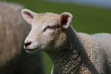 Lamm an einem Deich mit saftigem Gras