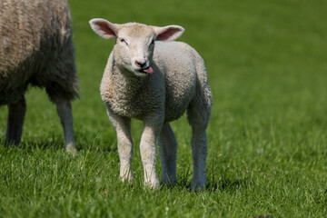 Lamm an einem Deich mit saftigem Gras