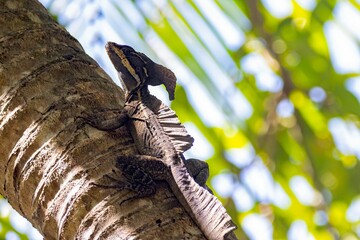 Common basilisk, Basiliscus basiliscus