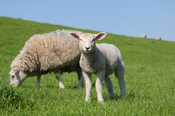 Obraz premium Lamm an einem Deich mit saftigem Gras