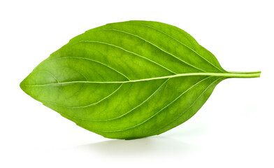 fresh green basil leaf