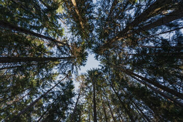 Fototapeta premium Photo background texture, tall trees in a pine forest against the blue sky. Photo on a wide-angle lens.