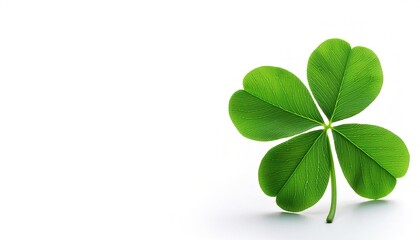 4 leaf leafed clover, green color.  a symbol of good luck charm icon,  Ireland or luck of the Irish shamrock St. Saint Patricks or Patties day celebration. Isolated on white background with copy space