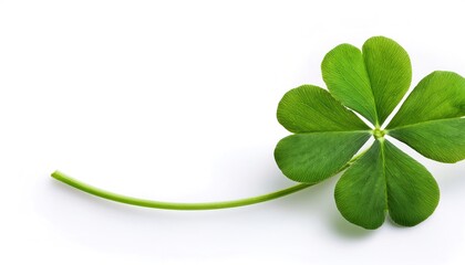 4 leaf leafed clover, green color.  a symbol of good luck charm icon,  Ireland or luck of the Irish shamrock St. Saint Patricks or Patties day celebration. Isolated on white background with copy space