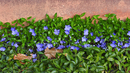 Vinca major, blue violet blossoms with dark green, glossy and hairy margin leaves, close up. Bigleaf or blue periwinkle flowers. Greater or large periwinkle, creeping plant in the family Apocynaceae.