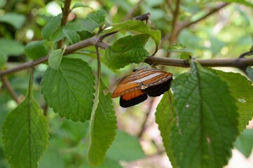 butterfly on branch