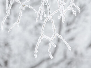 Snow and rime ice on the branches of bushes. Beautiful winter background with trees covered with hoarfrost. Plants in the park are covered with hoar frost. Cold snowy weather. Cool frosting texture.