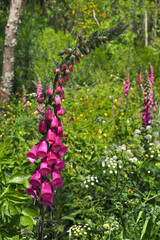 Digitalis purpurea or Common Foxglove, tall showy cluster of magenta pink tubular pendent flowers and many buds, close up. Herbaceous biennial flowering plant in the plantain family, Plantaginaceae.