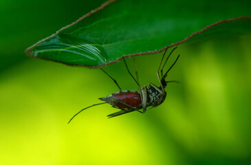 Blood-sucking mosquitoes.A mosquito with blood.West Nile fever.Virus vectors.Dangerous insects.