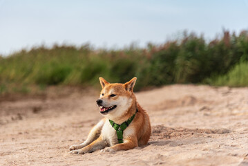 Red shiba inu dog is sitting on the Baltic sea beach on sunny summer day