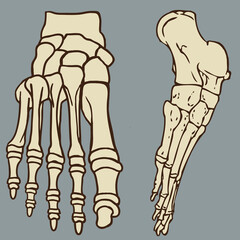 Human foot bones medical vector