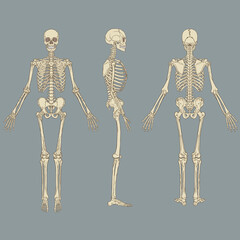 Human Skeleton Chart Vector
