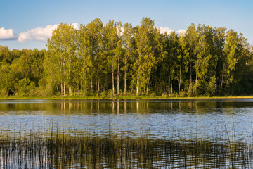 View of trees on the shore of the lake. Summer forest landscape. Beautiful natural background. Traveling and hiking. Ecological tourism and outdoor recreation. Summer in the countryside.