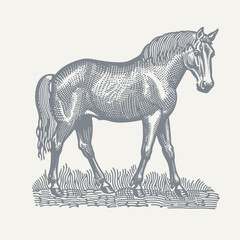 Horse Standing. Vintage woodcut engraving style vector illustration.
