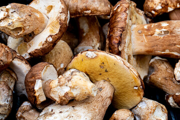 Top view of various wild mushrooms collected in wooden box. Boletus
