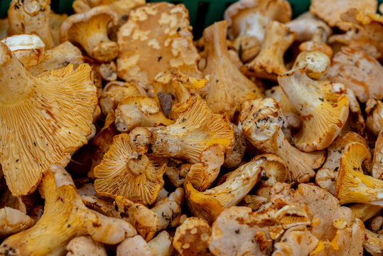 Cantharellus cibarius is the golden chanterelle. It is also known as girolle (or girole).