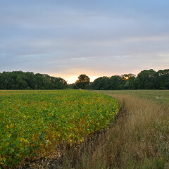Dirt road in a field and evening sky, natural background.