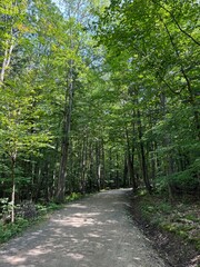 path in the forest