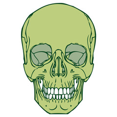 Human Skull 03