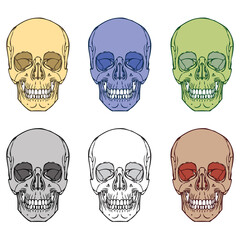 Human Skull Set