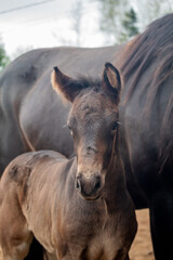Fototapeta premium Foal portrait