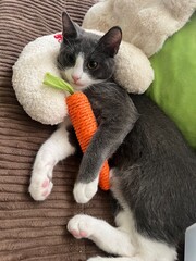 cat and kitten with carrot