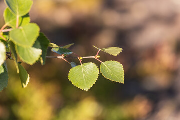 Sunlit birch leaves close-up. Coming autumn concept.