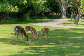White-tailed Deer Doe And Fawns In An Urban Field In De Pere, Wisconsin, In Late Summer