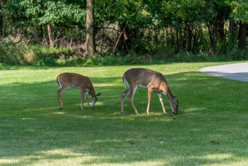 White-tailed Deer Doe And Fawns In An Urban Field In De Pere, Wisconsin, In Late Summer