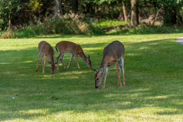 White-tailed Deer Doe And Fawns In An Urban Field In De Pere, Wisconsin, In Late Summer