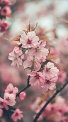 Obraz premium Close-up of beautiful pink sakura blossoms in full bloom on branches, soft focus nature background