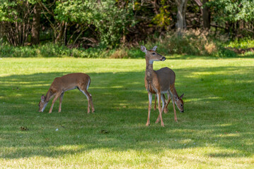 White-tailed Deer Doe And Fawns In An Urban Field In De Pere, Wisconsin, In Late Summer