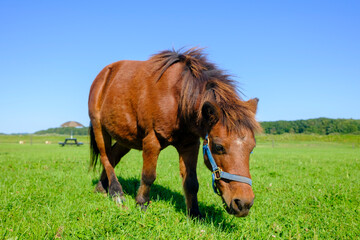 Obraz premium ミニチュアホース