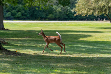 White-tailed Deer Doe Moving In An Urban Field In De Pere, Wisconsin, In Late Summer