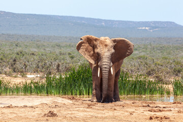 Elephants at Addo National Park in South Africa