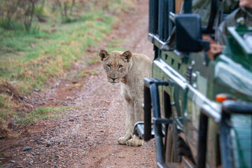 Lion standing behind a safari vehicle whilst on safari © Richard Waghorn